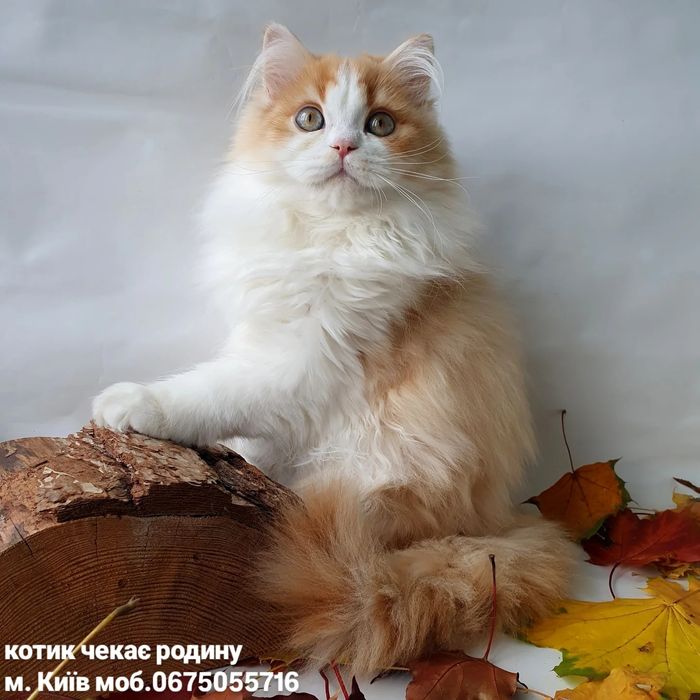 Киев. Британцы котята с зелеными, голубыми глазами в Киеве. Есть выбор