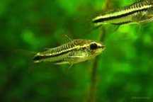 Promocja Kirys pigmej (Corydoras pygmaeus). Cetarius