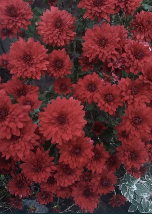 Продам хризонтеми шаровидная. Хрезонтема мультифлора. Хризантема.