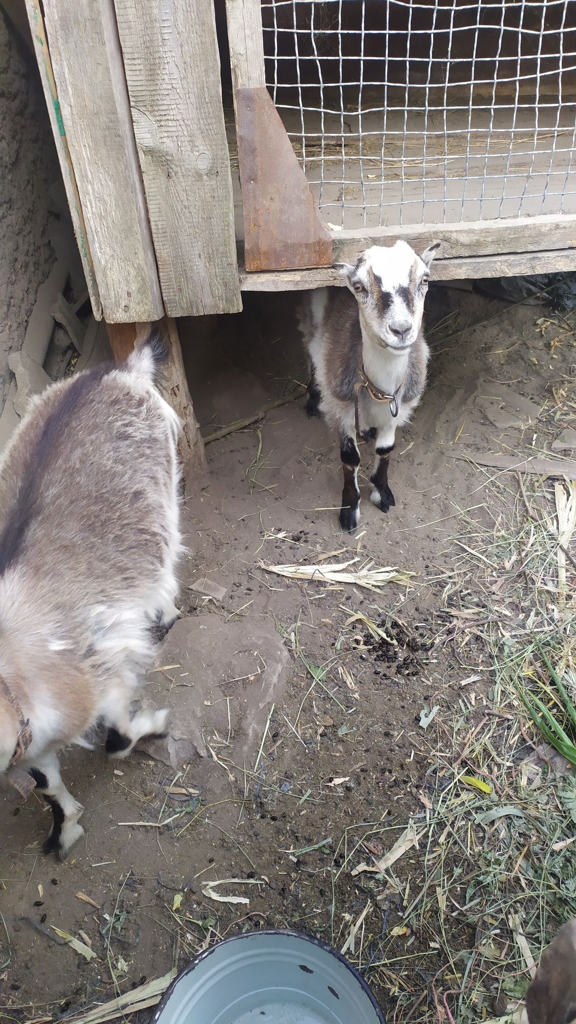 Продам Козынят.с Корытна.