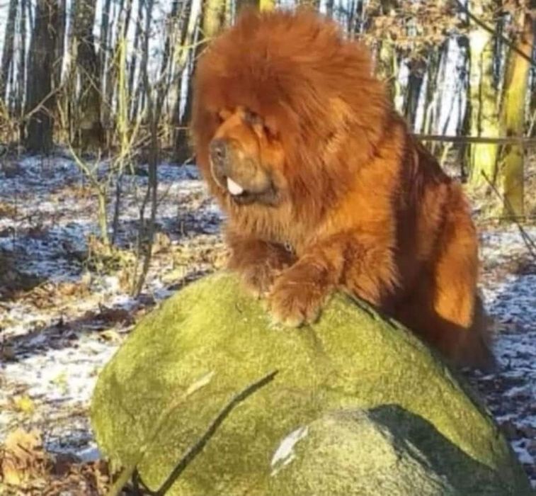 Mastif tybetański Zkwp Fci. Zapowiedź miotu 2025/2026.