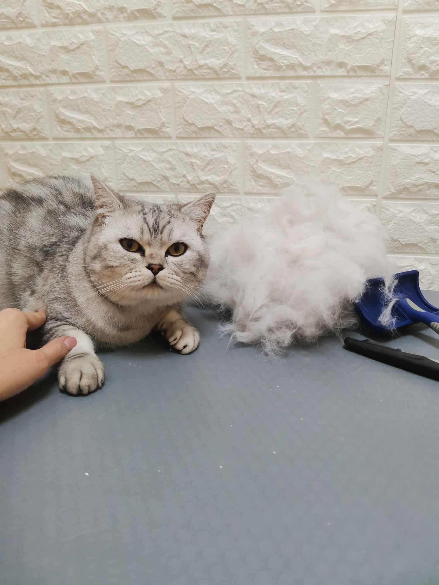 Салон LOVELY PETS запрошує котиків на грумінг