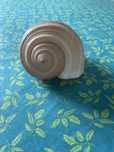 Caracol decoracao