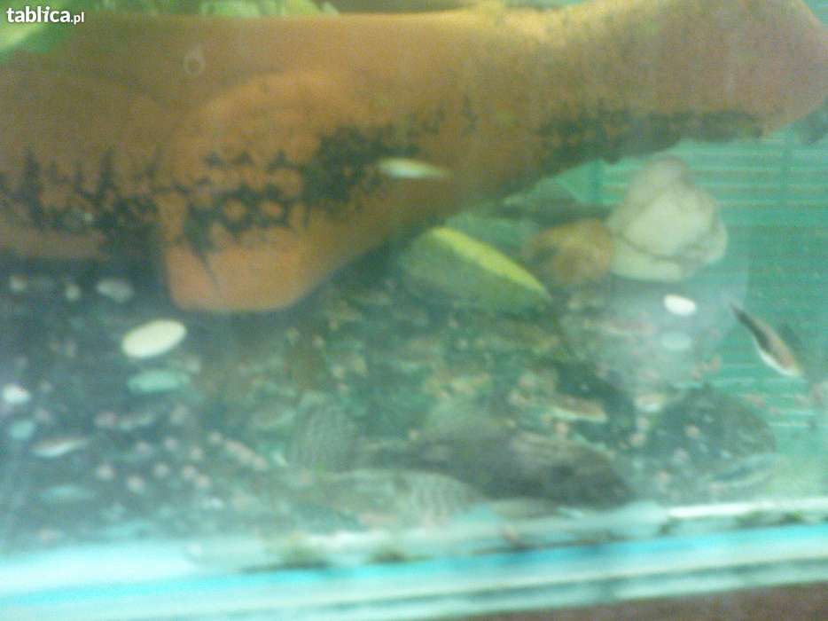 Glonojad - Zbrojnik niebieski