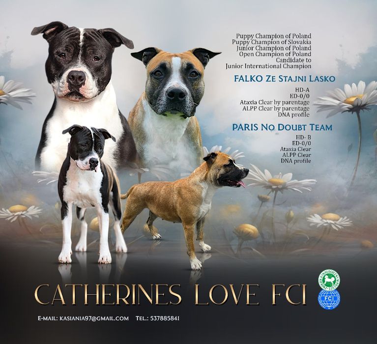 American Staffordshire Terrier FCI samiec