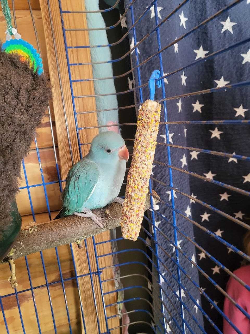 Намистовий папужка - хлопчик 3 місяці
