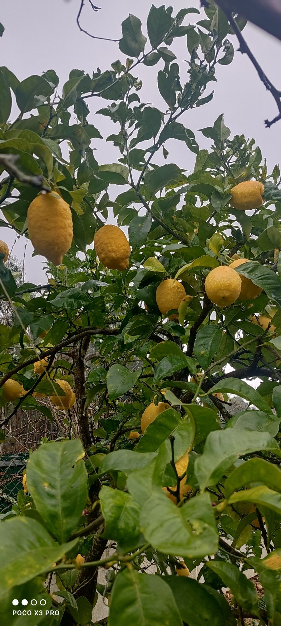 Limão biológico sem tratamento químicos