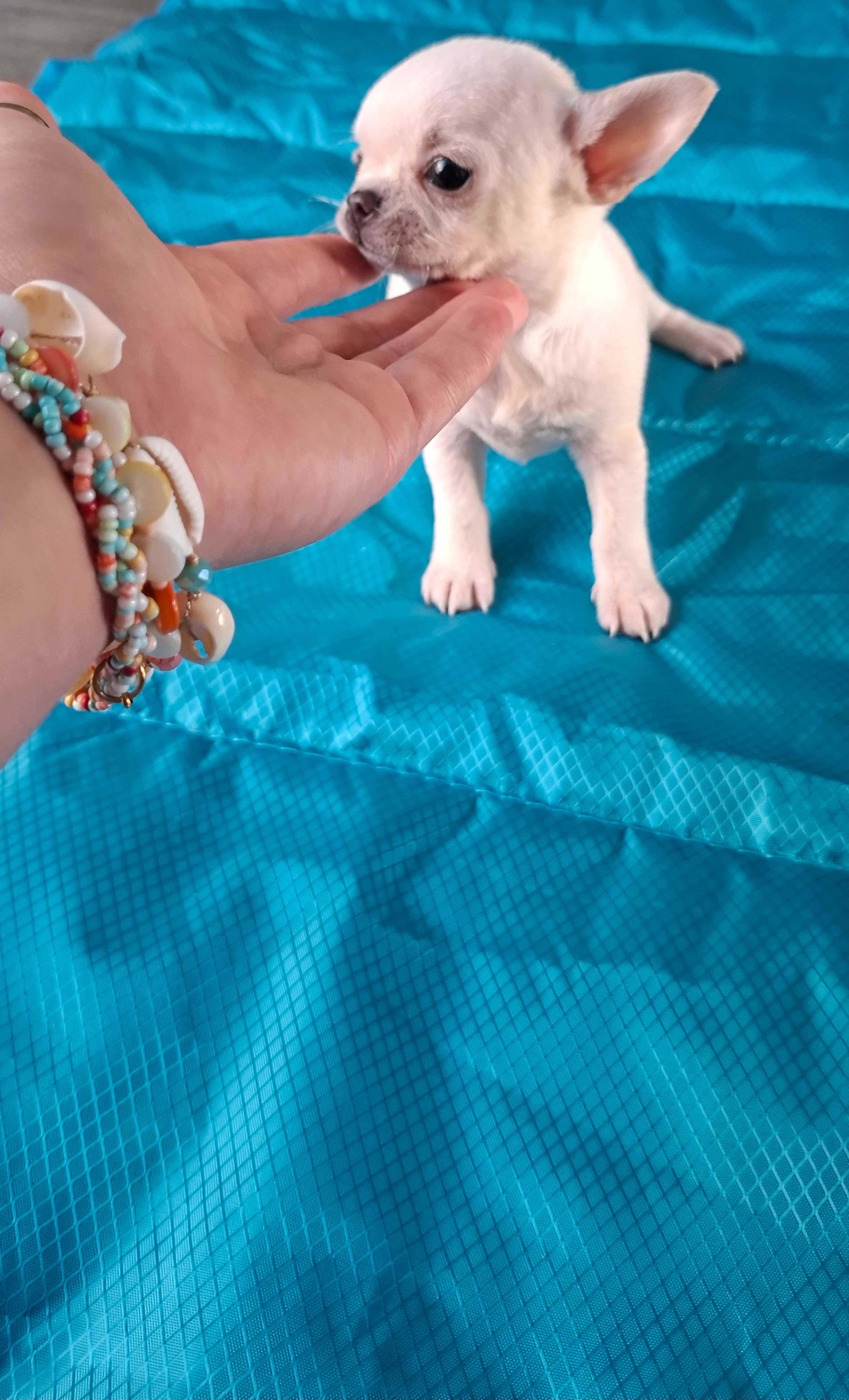 Chihuahua Miniatura