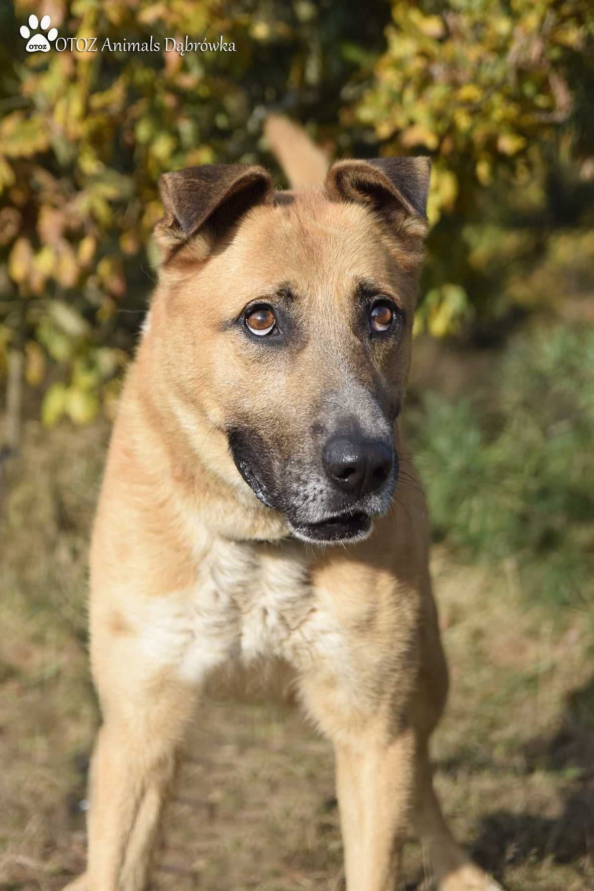 Mustang nadal szuka przyjaciela- OTOZ Animals Schronisko w Dąbrowce