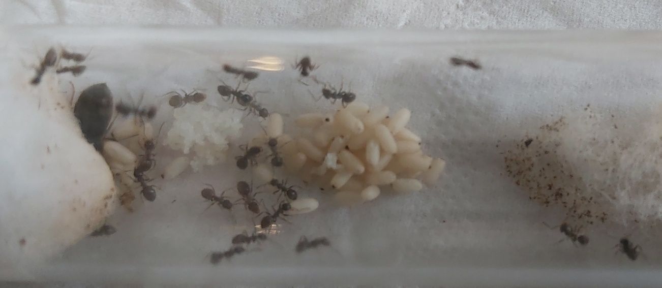 Kolonia mrówek Lasius Niger