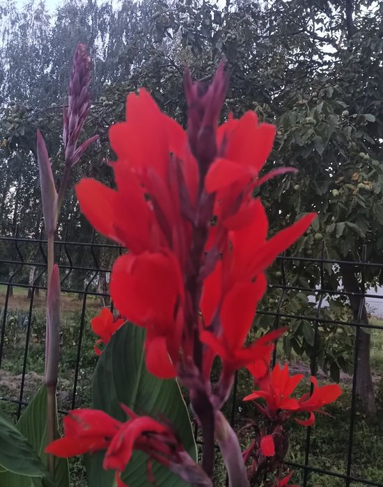 Kanna paciorecznik  czerwona