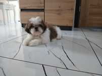 Shih-tzu z Rodowodem