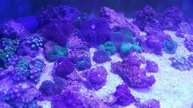 Koralowce miękkie akwarystyka morska