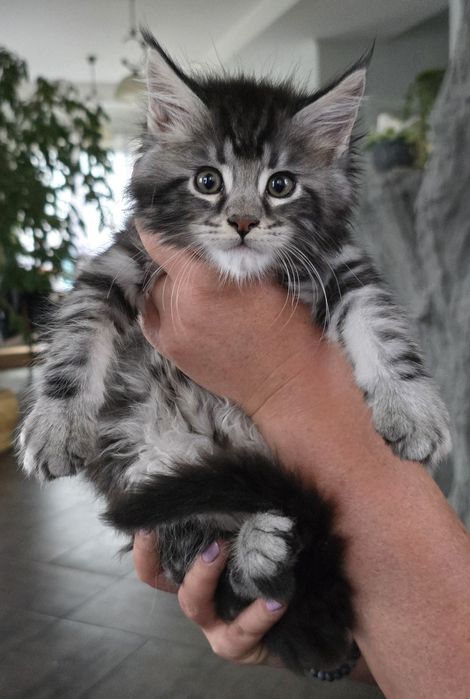 Kotka maine coon
