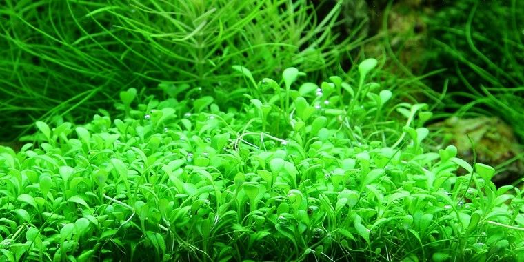 GB Glossostigma elatinoides mały kubek in-vitro