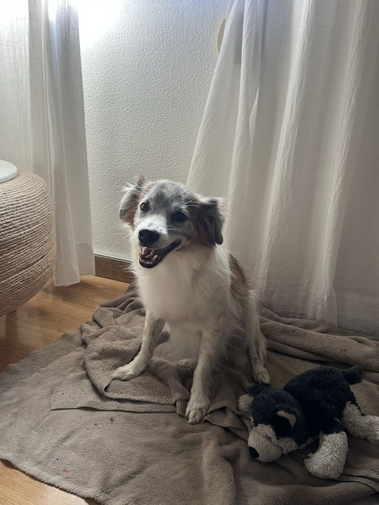 Pet Sitter e Dog Walker/Cuidadora de Animais (Lisboa)