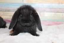 Mini lop ,mini lopy , baranki karzełki