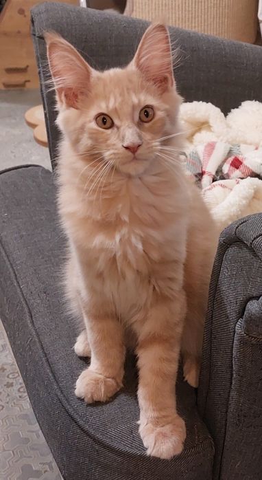 Kot rasy  Maine Coon rodowód FPL