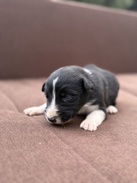 Border Collie piesek szczeniak z metryką