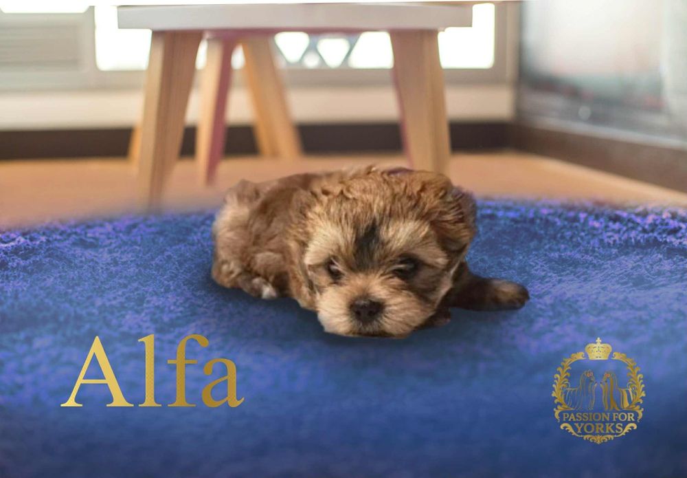 Yorkshire terrier OCEAN PEARL