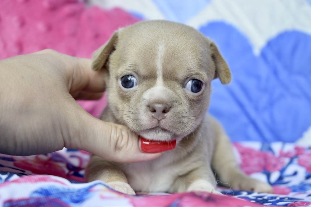 Chihuahua śliczny maluszek isabel