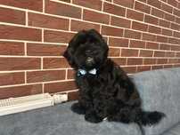 Shihpoo hybryda  shih tzu i pudel toy piesek