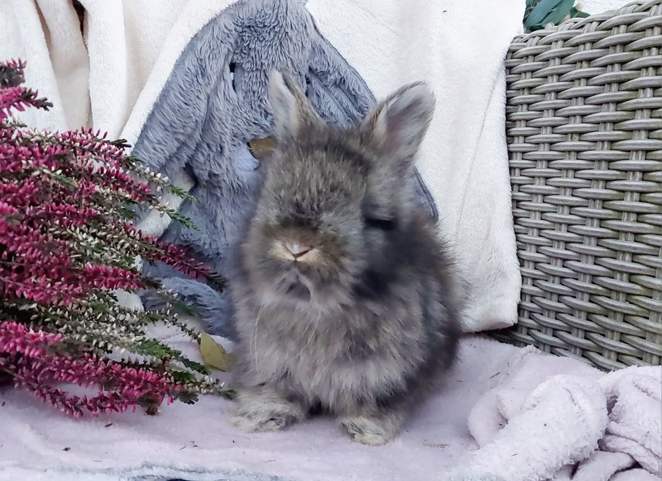 Angora angielska królik ozdobny York