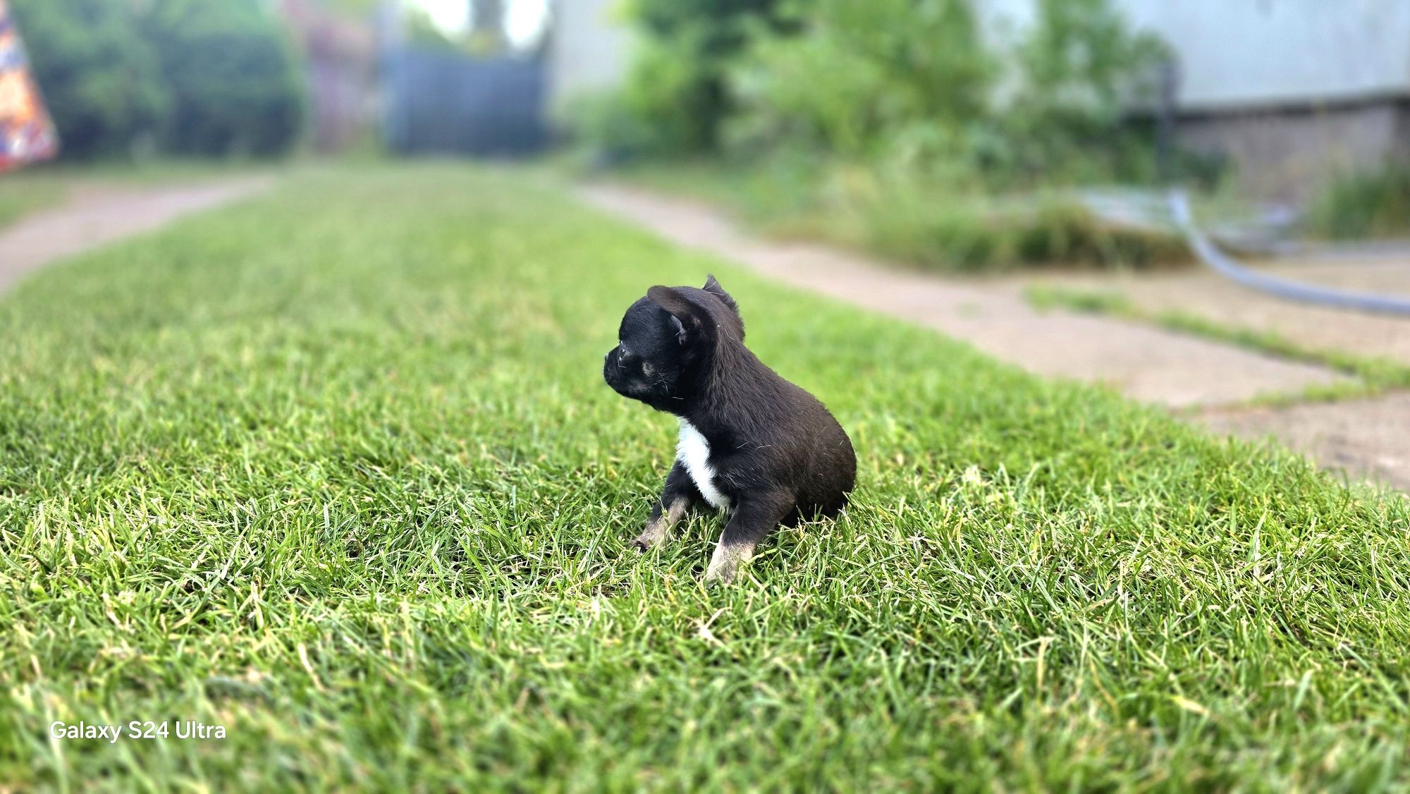 Prześliczna chihuahua piesek"Nocna Furia"