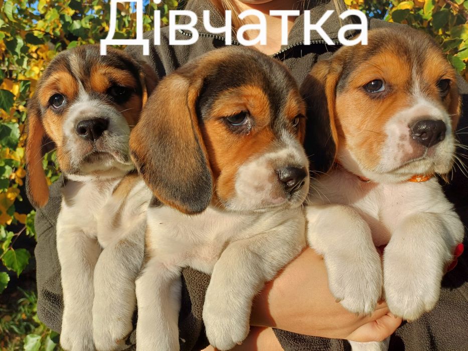 Дівчатка ! Триколор! З родоводом.
