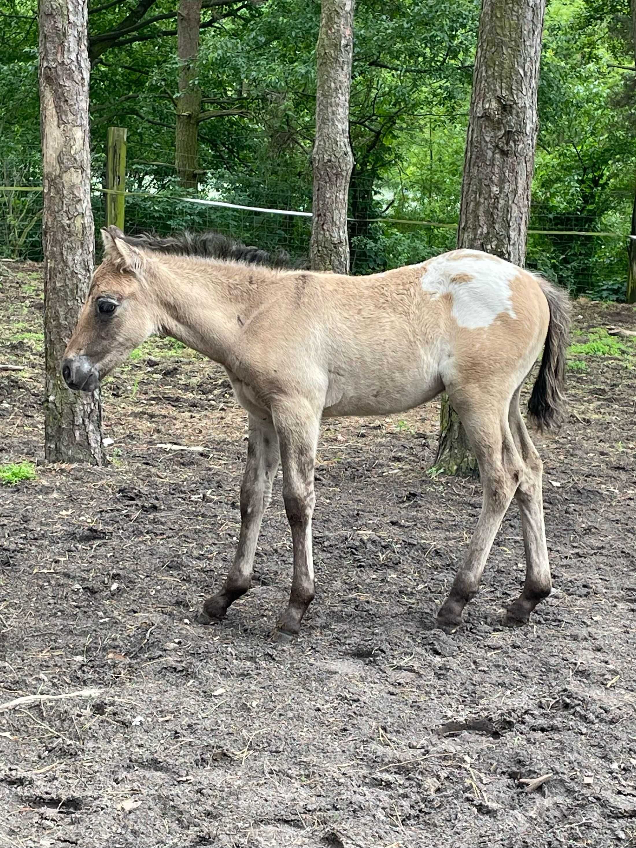 Tegoroczny Ogierek hucuł x appaloosa