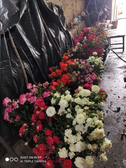 Саджанці троянд. Кусты роз оптом