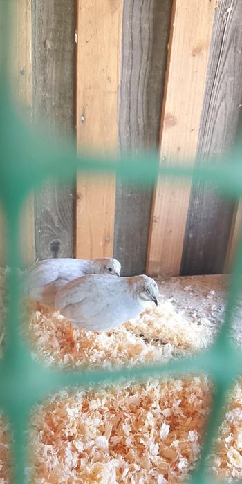 Sprzedam seramy,przepiórki chińskie