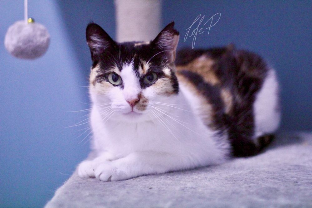 Kochana, niezwykle delikatna i spokojna Tonya PILNIE szuka domu!