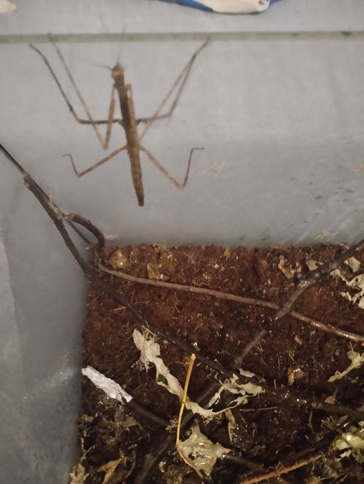 Oddam młode patyczaki