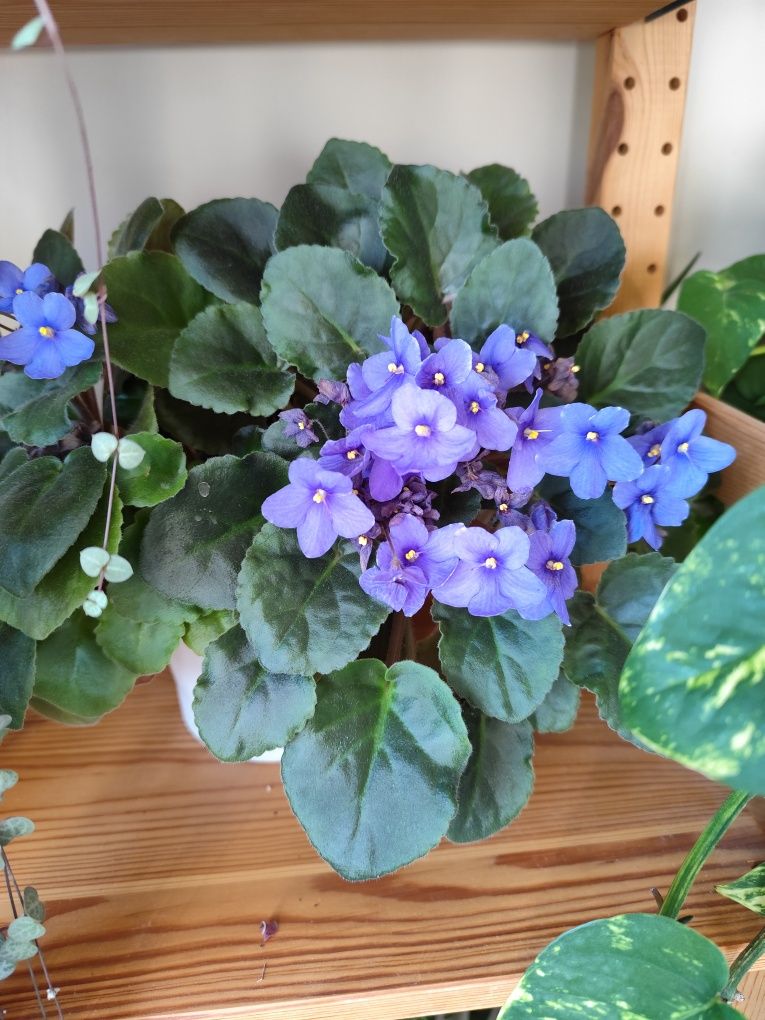 Szczepki caropegii, fiołka, zielistki, epipremnum, geranium, grubosza,