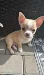 Chihuahua MOCHI chlopczyk ZAREZERWOWANY