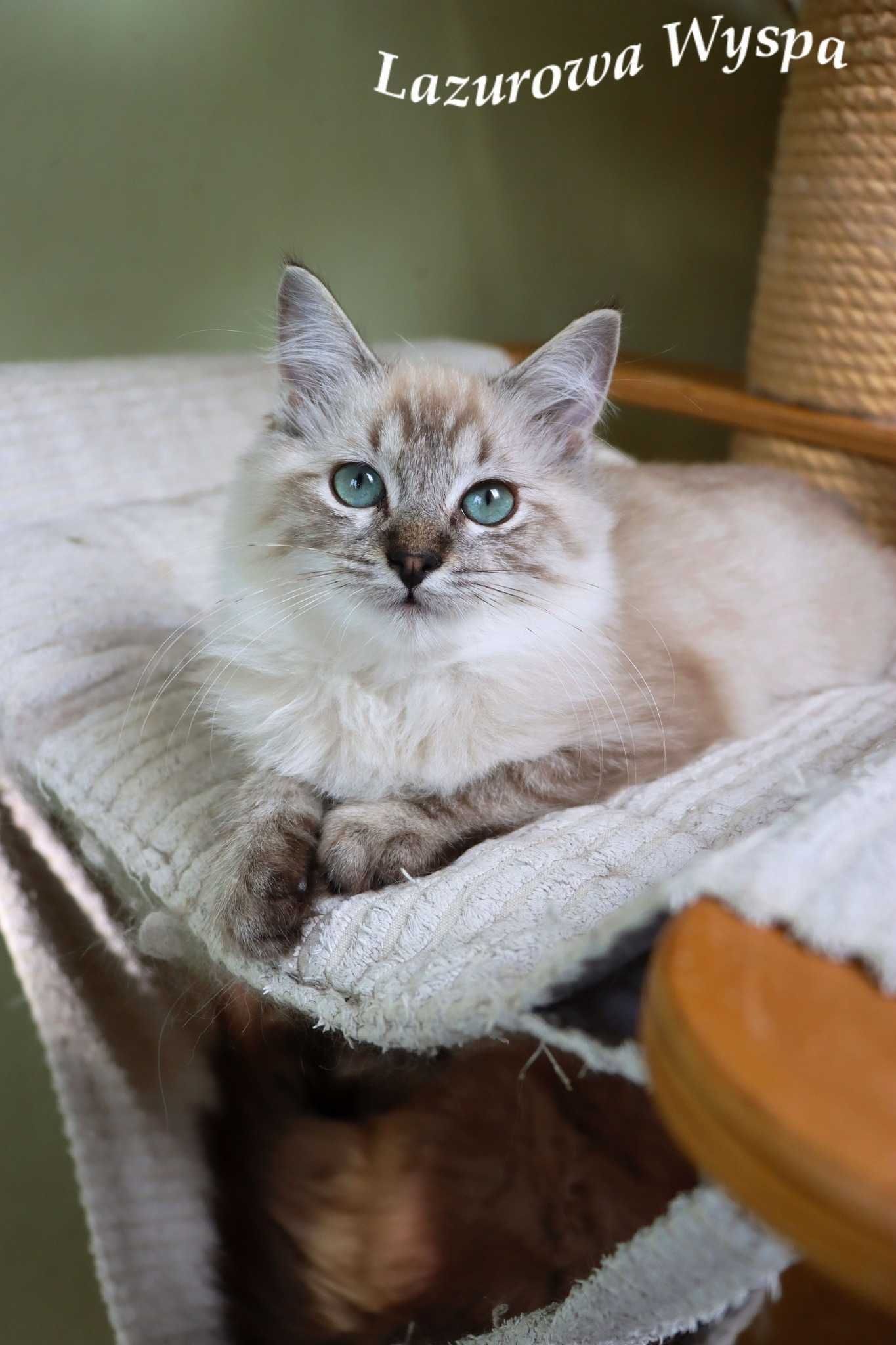 Holly dziewczynka ragdoll mink.