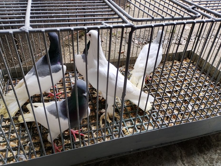 Gołębie ozdobne do lotu