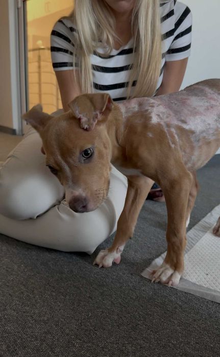 Carmen - suczka w typie rasy pitbull szuka domu tymczasowego!