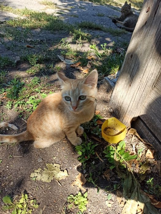 Котики безкоштовно