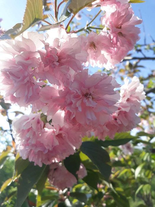 Однорічні та дворічні саджанці плодових дерев