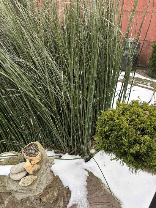 Пузыриплодник . Кустики резные.