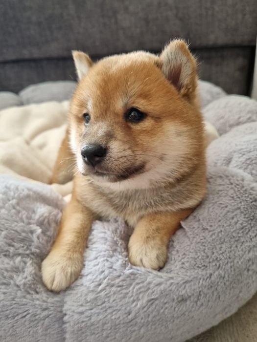 Shiba Inu suczka rezerwacja