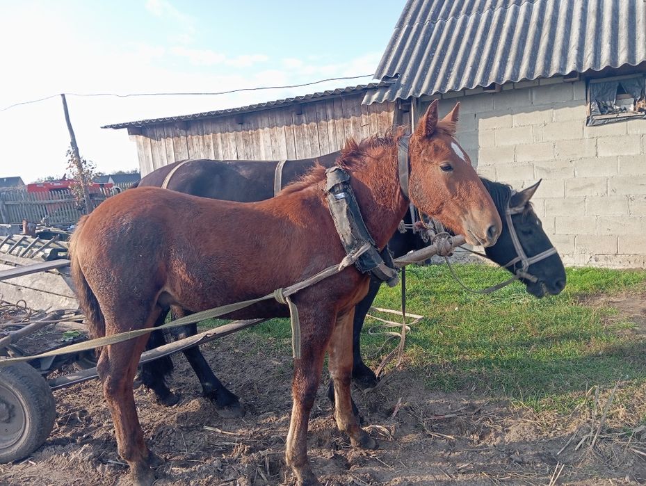 Продам лоша Волинська область
