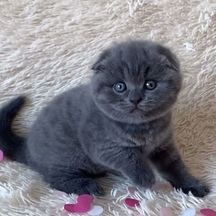 Висловушки насиченого синього забарвлення