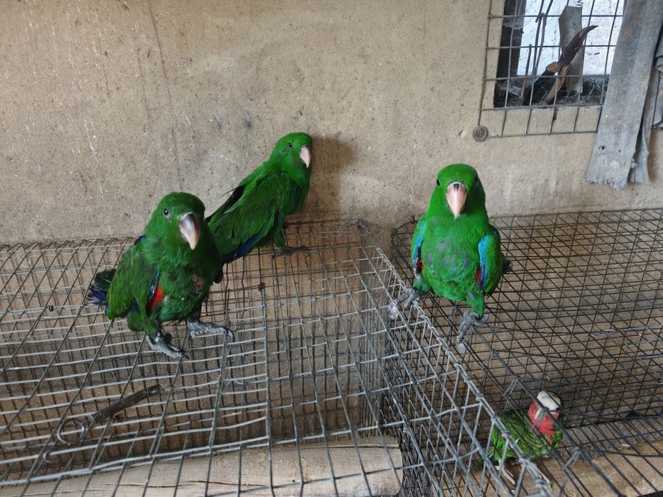 Papagaios écletus para acabar de criar à mão