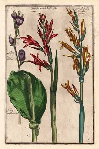 Kwiaty  1620 r.   reprodukcje XVII w.  grafik