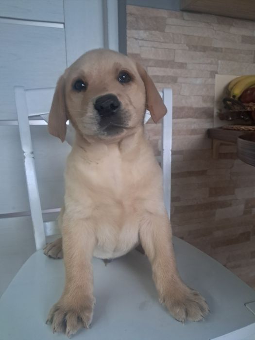 Szczeniak rasy labrador retriever
