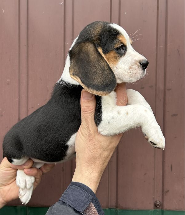 Цуценята породи Бігль