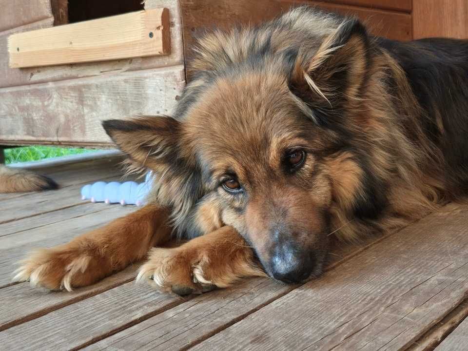 Kira i Koko szukają nowego domu